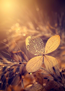 Gold hydrangea flower