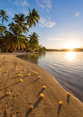 Tropical beach at sunset