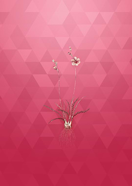 Vintage Gold Ixia Crispa