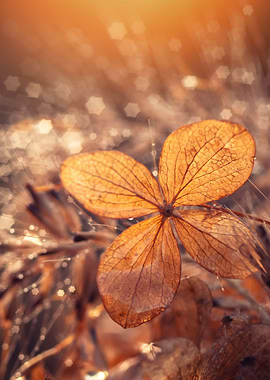 Gold hydrangea flower