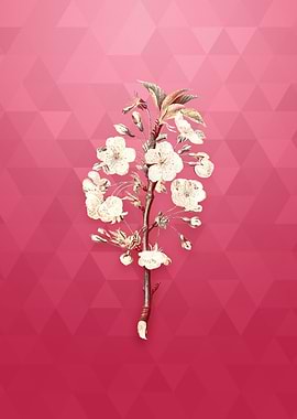 Vintage Pear Tree Flowers