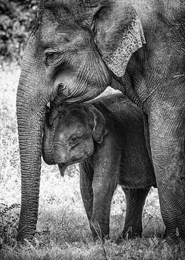 Elephant Baby And Mother