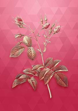 Gold Crimson Evrats Rose