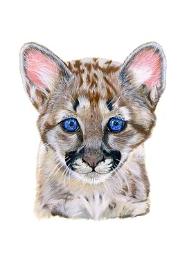 Baby puma portrait