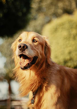 Golden Retriever