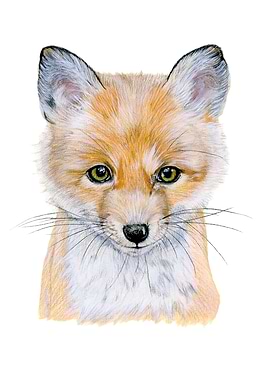 Baby red fox portrait