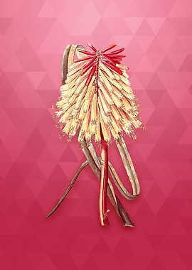 Burchells Tritoma on Pink