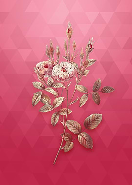 Vintage Mossy Pompon Rose