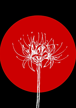 Spider Lily