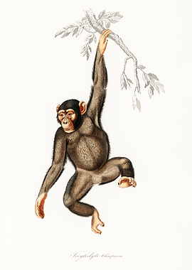 Chimpanzee