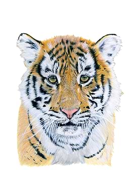 Baby tiger portrait