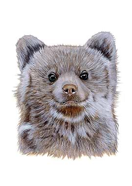 Baby bear portrait