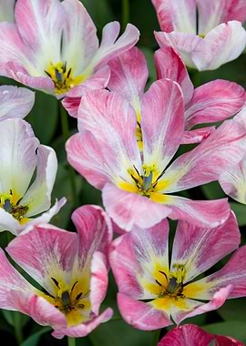 A Beautiful Pink Flowers