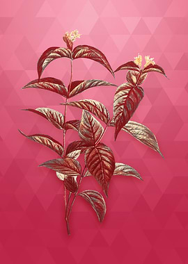 Northern Bush Honeysuckle