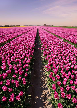 Pink tulip field
