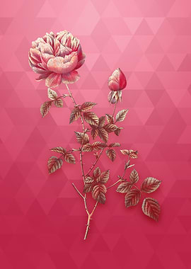 Pink Autumn China Rose