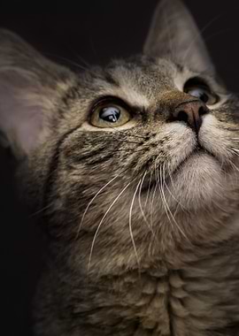 Cute cat closeup view