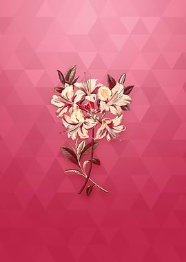 Changeable Pontic Azalea