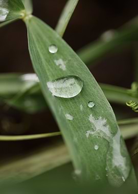 Winter rain droplets macro