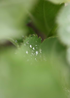 Winter rain droplets macro