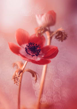 Anemone, red macro flowers