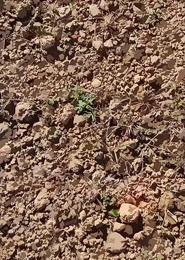 Muddy Tile Patterns 5