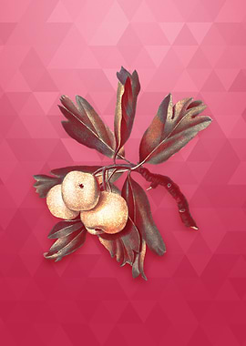 Hawthorne on Viva Magenta