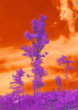 Purple Lavender Scenery