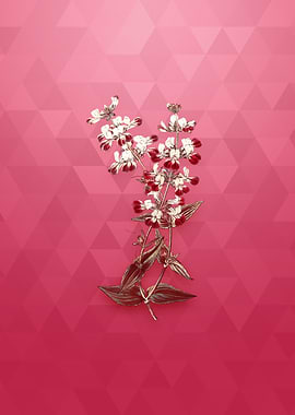 Gold Two Colored Collinsia