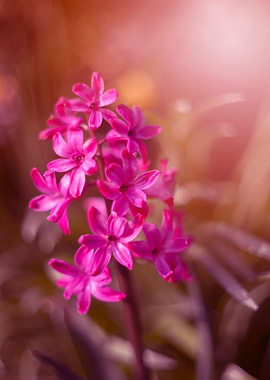 Pink hyacinth,macro,garden