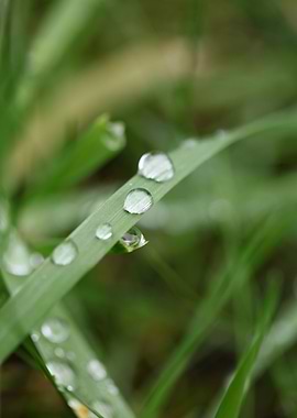 Winter rain droplets macro