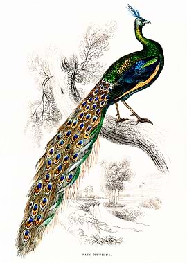 Male Peafowl Portrait