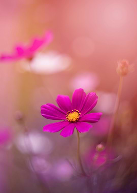 Pink flowers, macro,meadow
