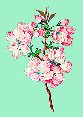 Ariaki Cherry Blossoms