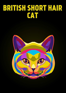 British Short hair cat