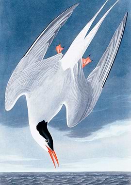 Arctic Tern