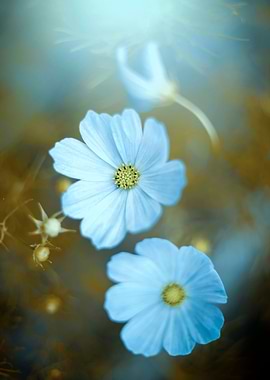 Blue flowers in garden