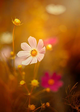 A blooming country garden