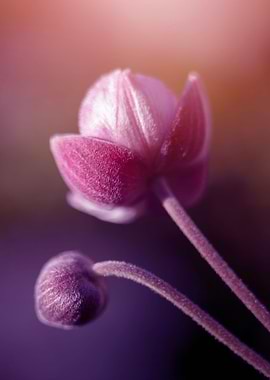 Pink summer anemone, macro