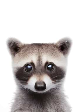 Baby Animal Raccoon