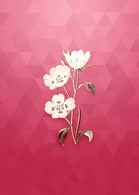 Gold Pink Oenothera Flower