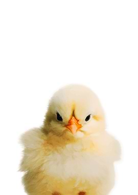 Baby Animal Chick
