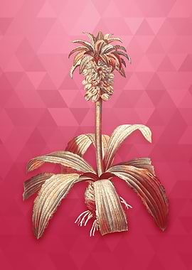 Vintage Gold Eucomis Regia