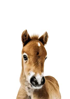 Baby Animal Horse
