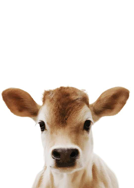 Baby Animal Jersey Cow