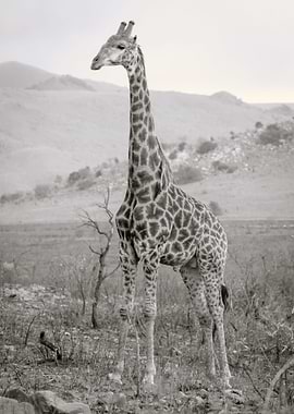 Giraff 2