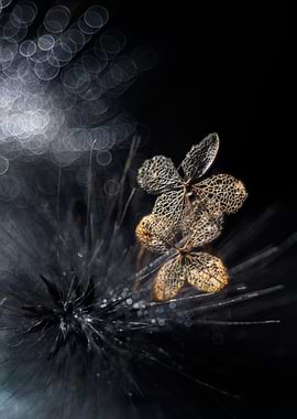 Dark hydrangea flower