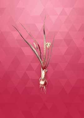 Vintage Gold Weevil wort