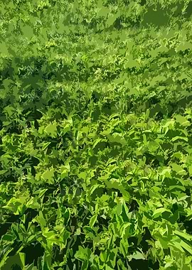 Green Foliage Dreams