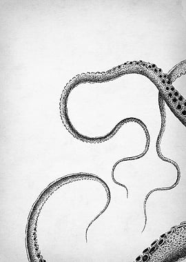 octopus piece 1 tentacle